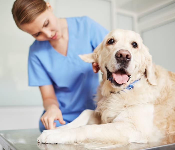 Cute dog lying on vet table during checkup