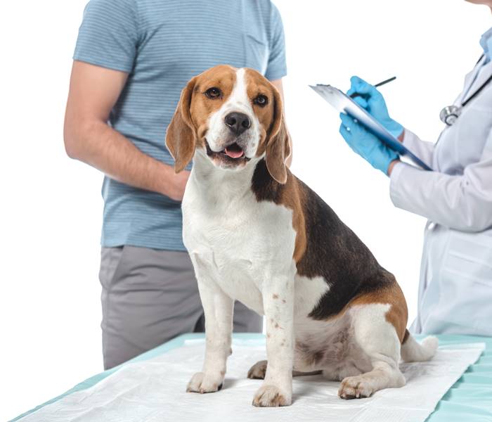cropped shot of man, female veterinarian writing in clipboard and beagle sitting on vet table