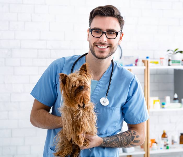 Portrait of happy veterinary doc holding cute Yorkshire terrier at animal clinic