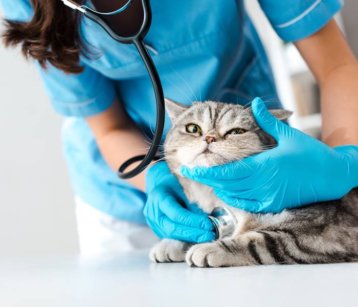 cropped view of veterinarian examining tabby scottish straight cat with stethosope
