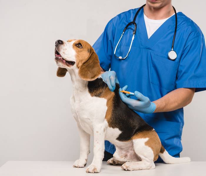 cropped view of veterinarian microchipping beagle dog with syringe isolated on grey